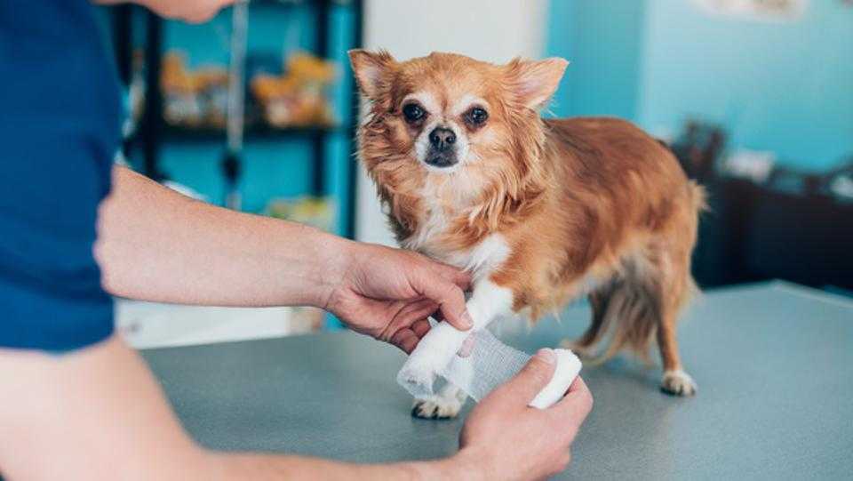 چگونه می‌توان بیمه درمان حیوانات خانگی را خریداری کرد؟